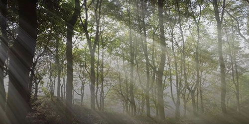 Fujita Home Elevator